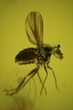 Exceptional Fossil Dance Fly (Empididae) In Baltic Amber #69271-1